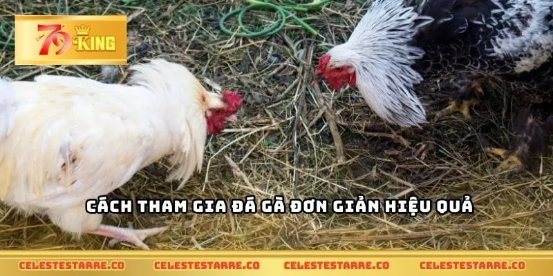 Cách tham gia đá gà đơn giản hiệu quả