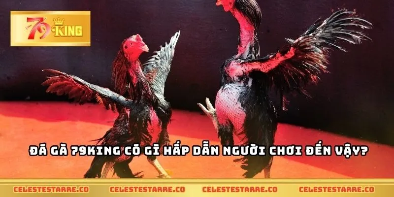 Đá gà 79KING có gì hấp dẫn người chơi đến vậy?