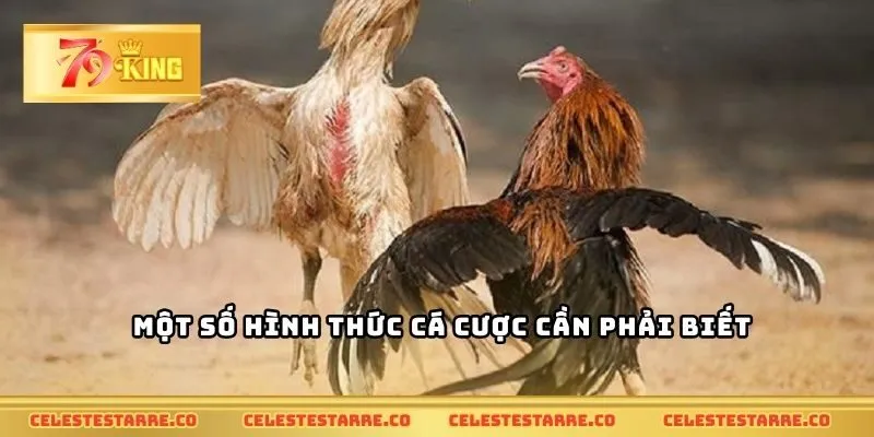 Một số hình thức cá cược cần phải biết