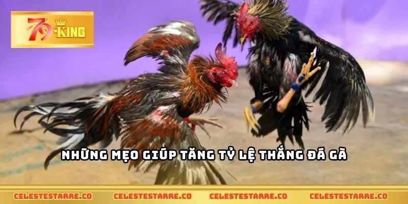 Những mẹo giúp tăng tỷ lệ thắng đá gà