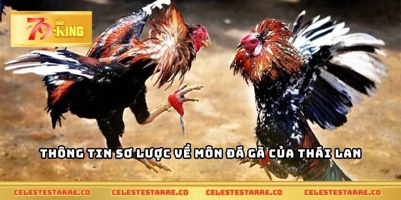 Thông tin sơ lược về môn đá gà của Thái Lan